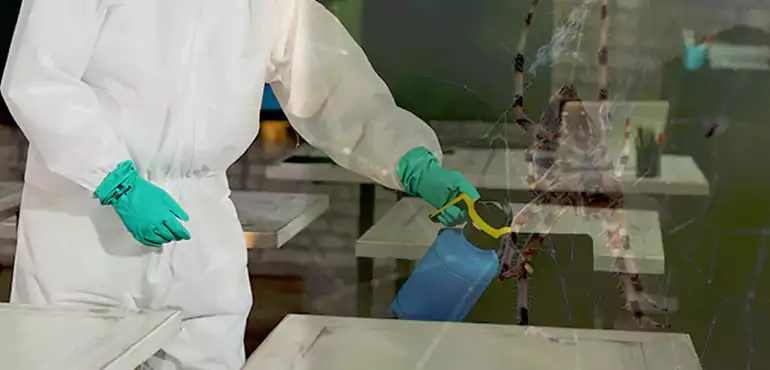 Why Buyers Still Want Homes With Pest Infestations in Sacramento, CA?